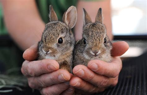 Cottontails 